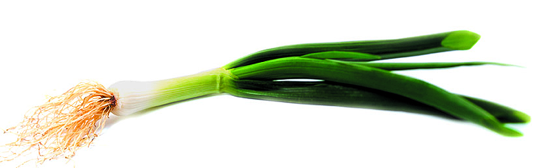 Forårsløg 10 bdt