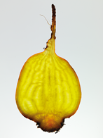 Gule rødbeder 5 kg