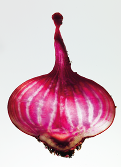 Rødbeder stribede 5 KG