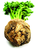 Knoldselleri 10 kg
