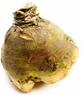 Kålrabi 4 KG ØKO