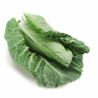 Spidskål grøn ca.2½ kg.*