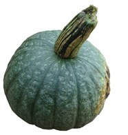 Hokkaido Grøn 10 kg ØKO DK