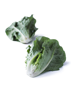 Romaine salat 8 stk