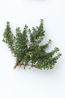 Citrontimian 100g