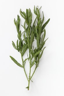 Fransk estragon 40 g ØKO