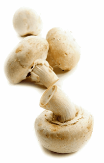 Champignon hvide 3 kg