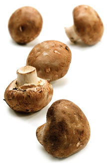 Mark champignon 3 kg ØKO