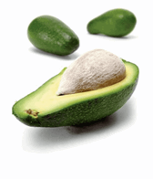 Avocado Modnet 20-22 stk