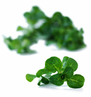 Feldsalat 1 kg
