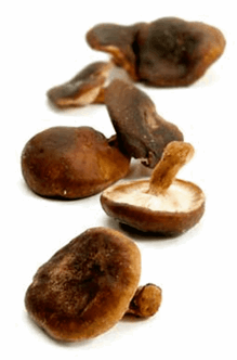 Shiitake svampe 1.5 KG