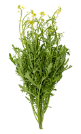 Wasabina 1 KG