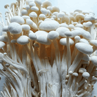 Enoki svampe 100 g