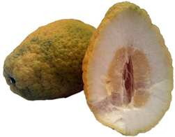 Cedro citron 10 KG ØKO