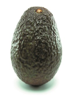 Avocado, umodnet, 20-22 stk. 