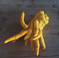 Hand of Buddha 6 stk