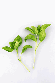 Basilikum 500 g