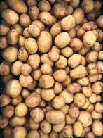 Kartofler nye små 6 kg DK ØKO