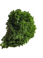 Grøn Crisp Salat DK 8 stk