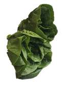 Hjertesalat 2 stk/pose ØKO