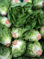 Hjertesalat 16 STK