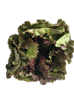 Rød Batavia salat 12 stk