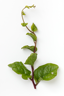 Malabar-spinat 2 kg