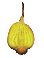Gule beder 2 kg*