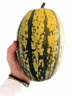Spaghettisquash 7 kg.