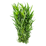Fransk estragon 40 g