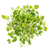 Oregano 100 g