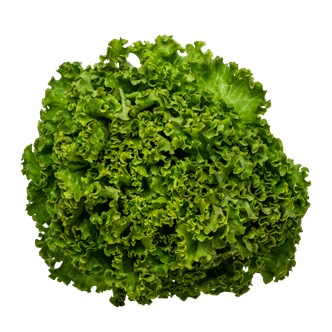 Salat Batavia grøn 12 stk.