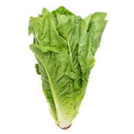 Salat Romaine 8 stk. DK