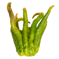 Hand of Buddha 6 stk.