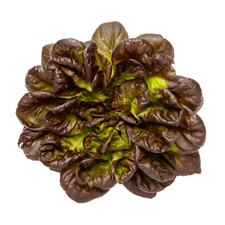 Salat Salanova rød 8 stk.