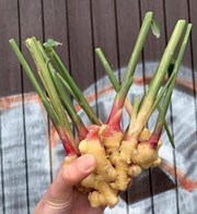 Frisk ingefær m/stilk 1 kg