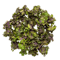 Flower rosenkål 3 kg DK