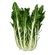 Salat Puntarelle 5 kg
