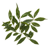 Laurbærblade 5 grene