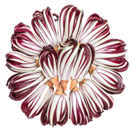 Radicchio Tardivo 5 kg