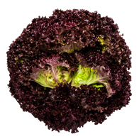 Salat Batavia rød 8 stk.