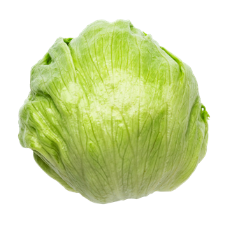 Icebergsalat 10 stk. DK