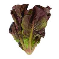 Hjertesalat rød 24 stk. DK