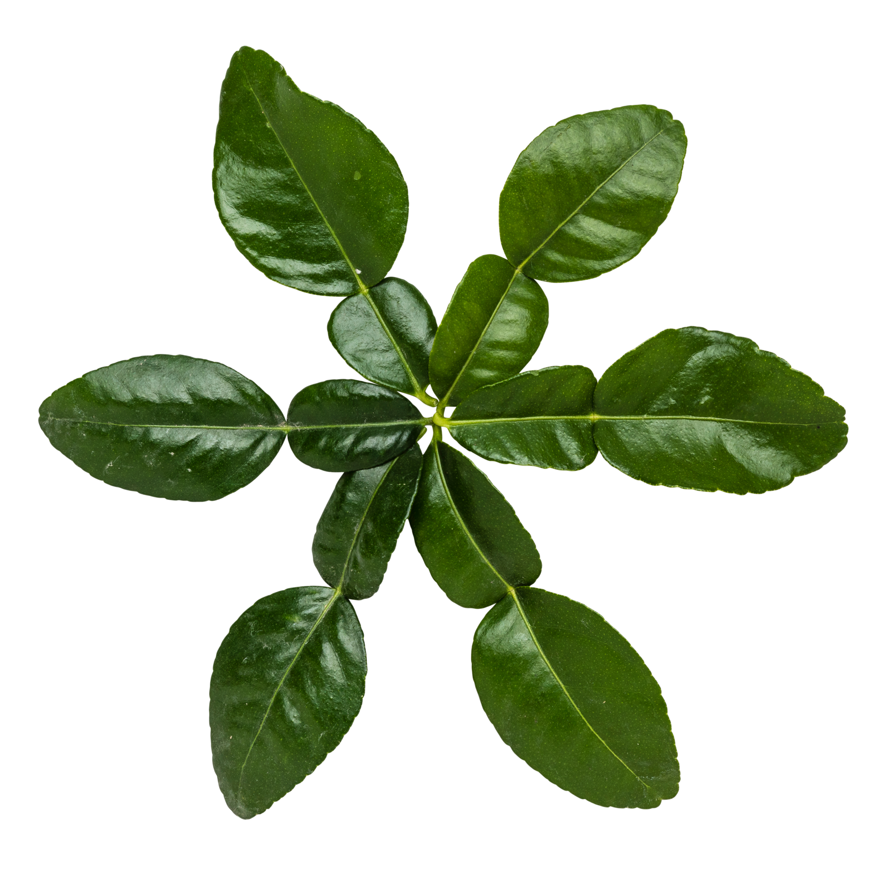 Kaffir-limeblade 5-7 stk.