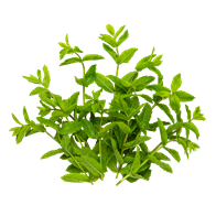 Mynte 40 g DK