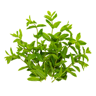 Mynte 40 g DK