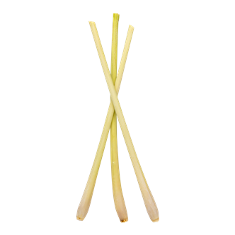 Citrongræs 10 stk. (1 pose)