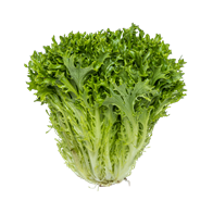Salat Crisp grøn 8 stk. DK