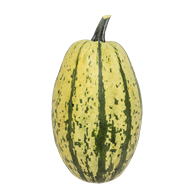 Spaghettisquash 6x1,5-1,9kg DK