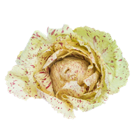 Radicchio Castelfranco 5 kg
